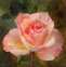 Apricot-Rose-5X5.jpg